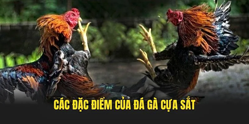 Các nét nổi bật nhất của Đá Gà Cựa Sắt