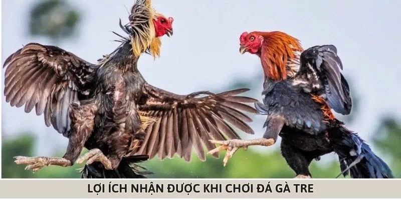 Một số lợi ích nổi bật mà bạn nhận được khi chơi đá gà tre